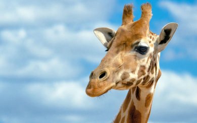 Giraffe 1080P, 2K, 4K, 5K HD wallpapers free download