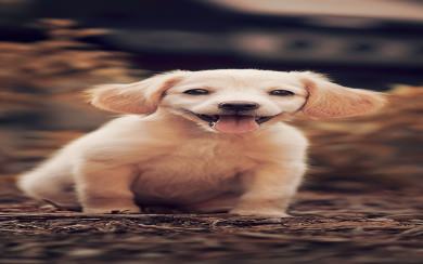 Puppy Phone 4K Wallpapers 2022
