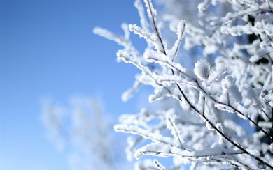 Winter Tree Branches 4K Live