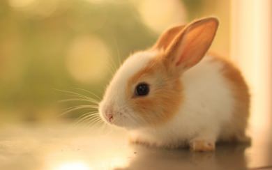 Cute Rabbit 4K HD Wallpaper