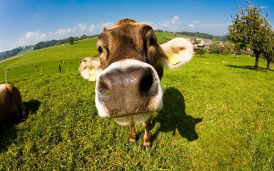 Swiss Cow Funny Wallpaper