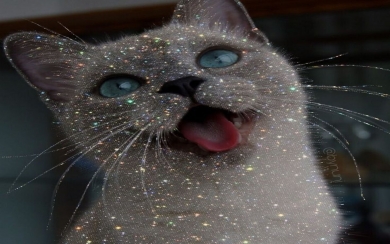Glittering Cat Wallpaper for Phone