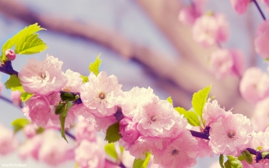 Cute Spring Flowers 4K Phone Wallpapers