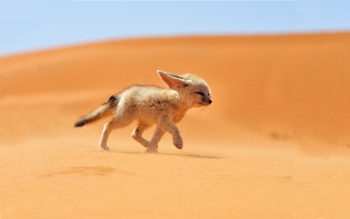 Desert Fox 4K Live Wallpaper