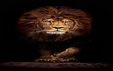Scary Lion Close up Wallpaper