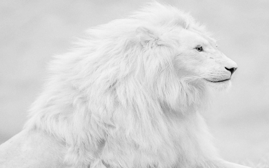 Pure White Lion Photos Albino 4K Wallpapers