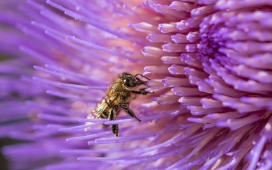 Beautiful Honeybee Close up Wallpapers for iPhone 10