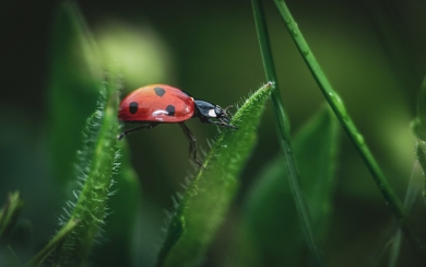 Ladybug Insect Phone Background Download
