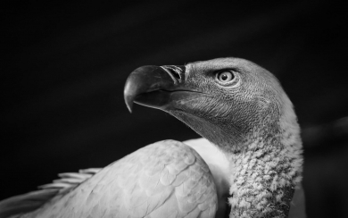 Vulture Animal Photos Background 2022 Wallpaper Download