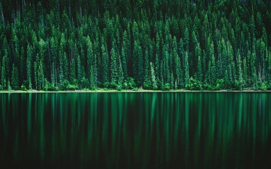 Discovering the Hidden Beauty of Forest Lakes