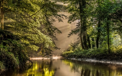 Exploring the Natural Beauty of the Netherlands: A Journey Through the Forests and Rivers