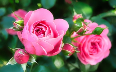 Admire the Beauty of Pink Roses Aesthetic Wallpapers