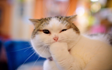 Adorable Munchkin Cat Muzzle Cute HD Wallpaper