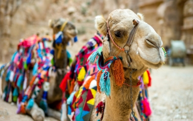 Camels in Egypt Wallpaper for laptop
