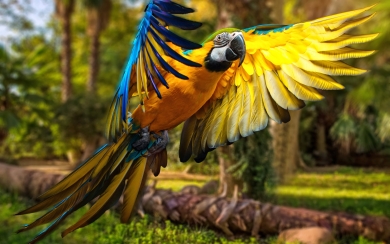 Close-up of Flying Macaw HD Wallpaper For