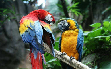 Colorful Ara Macaw Perched on Branch HD Wallpaper