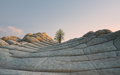 Desert Tree in iOS 14.2 HD Wallpaper for iphone