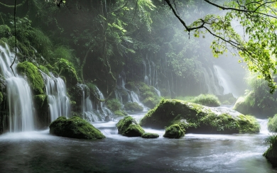 Jungle Paradise with Free Ultra HD Nature Wallpaper Collection