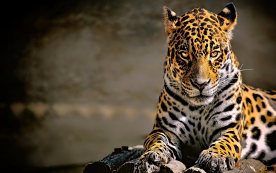 Leopard Glowing Eyes Android Wallpaper HD 1080p
