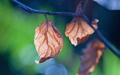 Nature to Your Screen with Our Free 4K/8K Ultra HD Wallpaper of a Leaf Branch