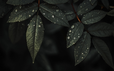 Nature's Details to Your Screen with Our Free 4K/8K Ultra HD Wallpaper of Plant Leaves and Water Drops on Dark Background