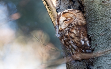 Owl and Birds Wildlife HD Wallpaper for macbook