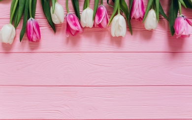 Pink and White Tulips HD Wallpapers for Mobile