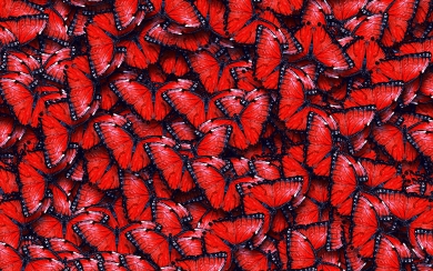 Red Butterflies Macro Texture HD Wallpaper