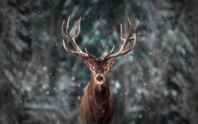 Reindeer in Snow HD Wallpaper for iphone