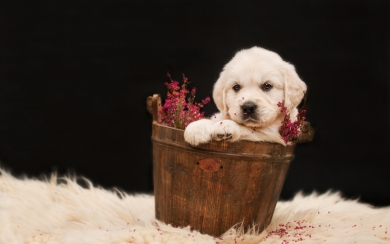 The Adorable Golden Retriever Puppy in a Basket HD Wallpaper