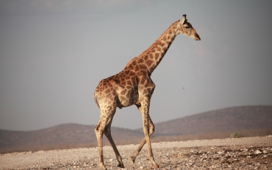 Witness the Graceful Movement of a Giraffe Running in Africa with HD Wallpaper