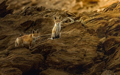 Adorable Fox Cub in the Wild: HD Wallpaper
