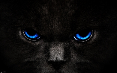 Blue Eyes Glance Stunning HD Wallpaper of a Dark Cat