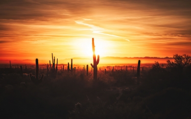 Cactus Field Sunset Nature HD Wallpaper for laptop