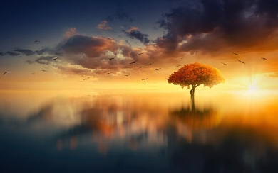 Calm Water Aesthetic Ultra HD Wallpaper of Sunset Lake Trees Water and Birds