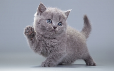 Gray British Shorthair Kitten HD Wallpaper of Cute Domestic Cat
