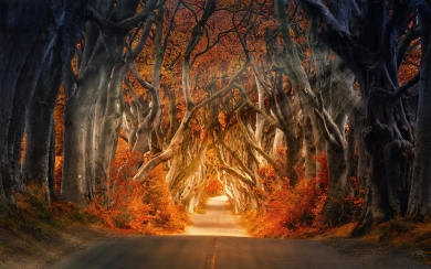 Man-Made Road with Sunlight and Tree HD Wallpaper