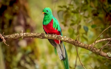 Resplendent Quetzal Bird HD Wallpaper