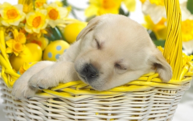 Sleeping Labrador and Golden Retriever Puppy HD Wallpaper