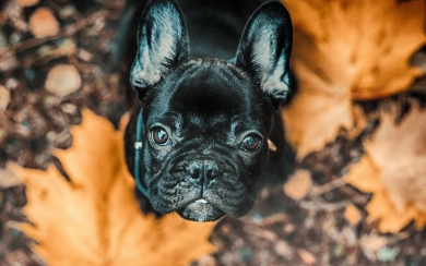 Small Black French Bulldog Puppy HD Wallpaper