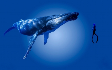 Swimming with a Humpback WhaleN ature's Majestic HD Wallpaper