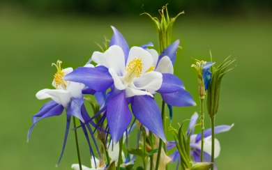White and Blue Spring Flowers with Green Background HD Wallpaper