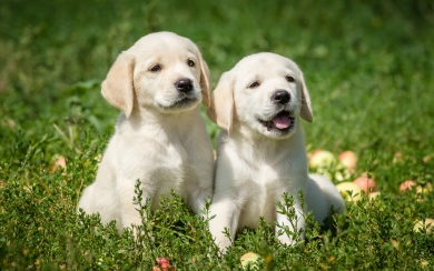 White Labrador Puppies HD Wallpaper