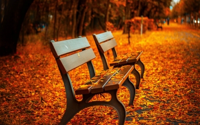 Autumn Serenity HD Wallpaper featuring Leaves and Bench