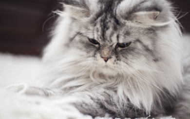 Close-up of a Gray Persian Cat Fluffy and Majestic HD Wallpaper
