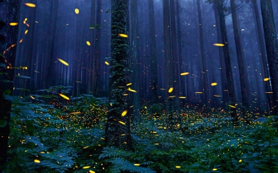 Enchanting Fireflies Forest Nature's Luminescent Symphony HD Wallpaper