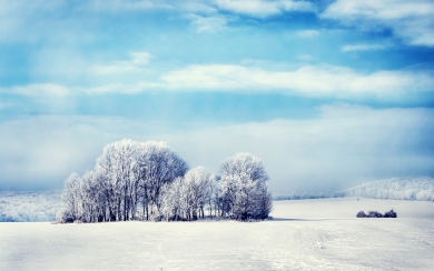 Enchanting Wilderness Snowy Forest HD Wallpaper