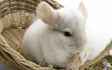 Funny Chinchilla HD Wallpaper for Rodent Lovers