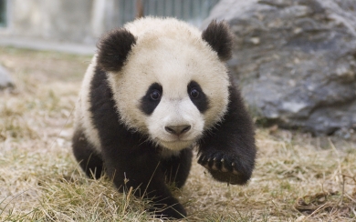 Little Panda Adorable Bear Cub HD Wallpaper Celebrating Cute Animals