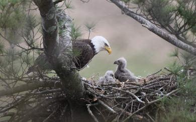 Majestic Bald Eagle A Symbol of North American Wildlife